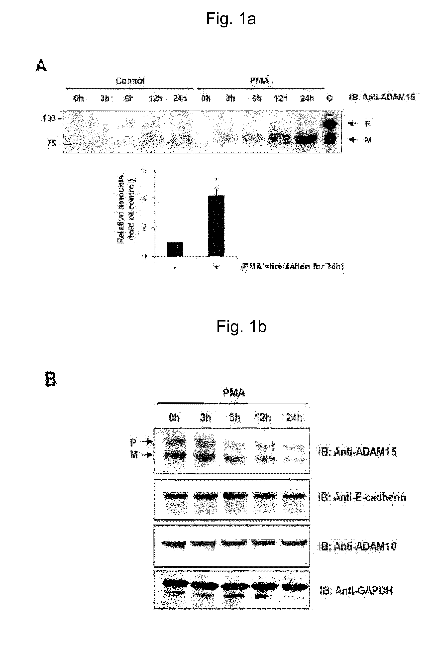 Method for preparing microvesicular adam15