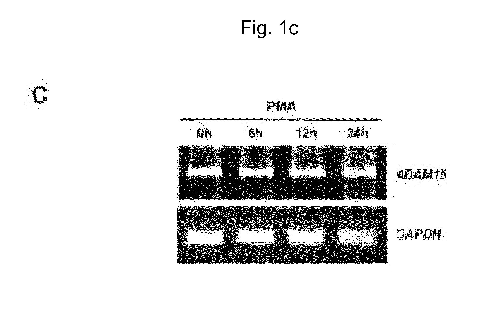 Method for preparing microvesicular adam15