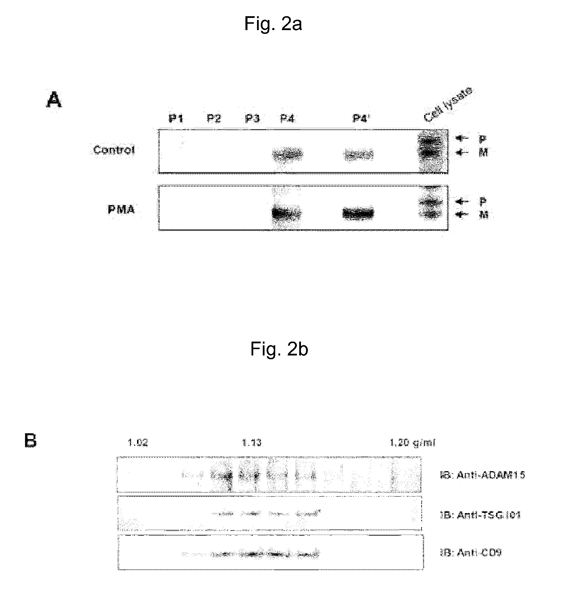 Method for preparing microvesicular adam15