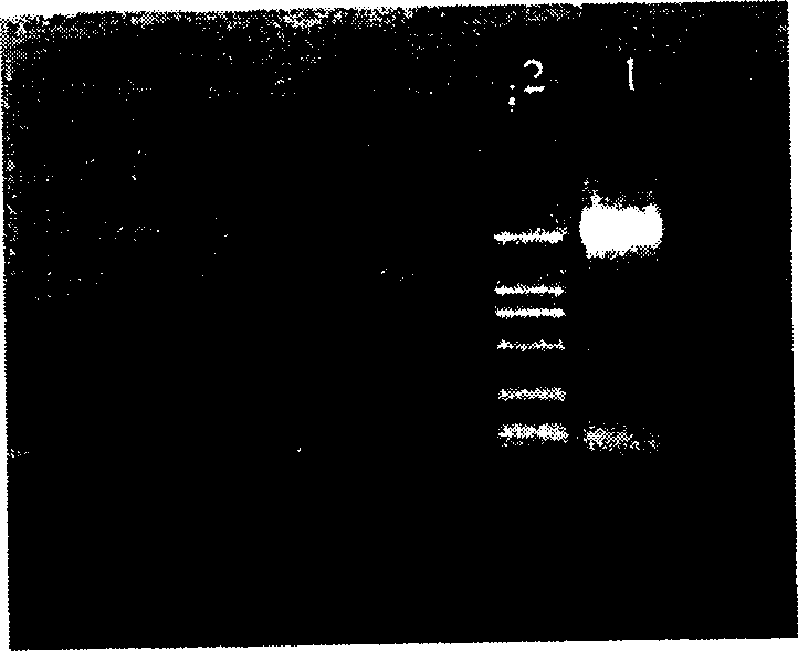 Peptide nucleic acid chip for detecting muatatonal site of hepatitis B virus and its preparing method