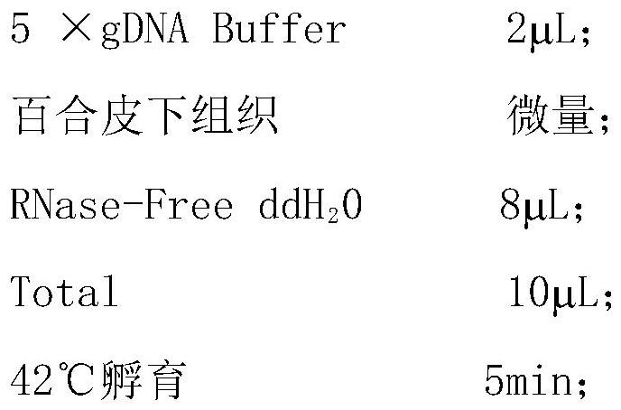 Multiple PCR primers for detecting lily viruses and application of multiple PCR primers in RNA extraction-free rapid detection method of lily viruses