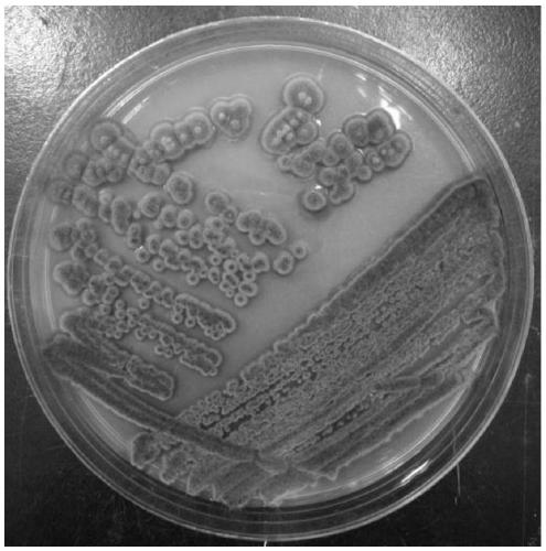 Fungus and quick cultivation method of fungus-blue algae composite lichen crust