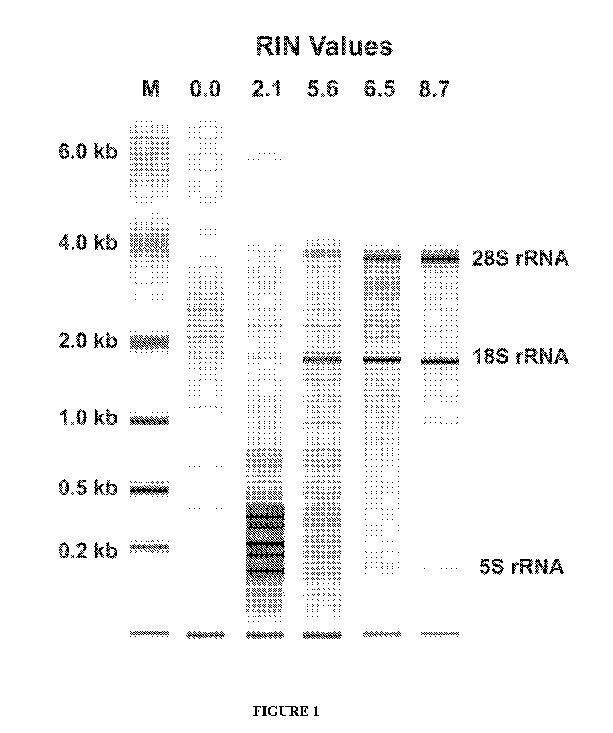 Method of using tumour RNA integrity to measure response to chemotherapy in cancer patients