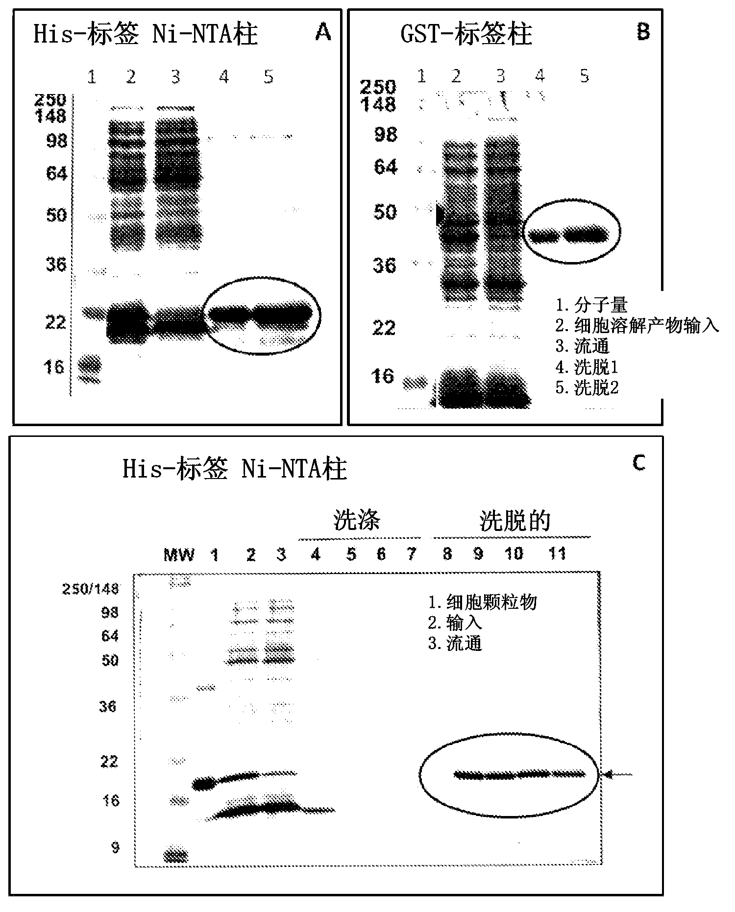 High throughput cell-based HPV immunoassays for diagnosis and screening of HPV-associated cancers