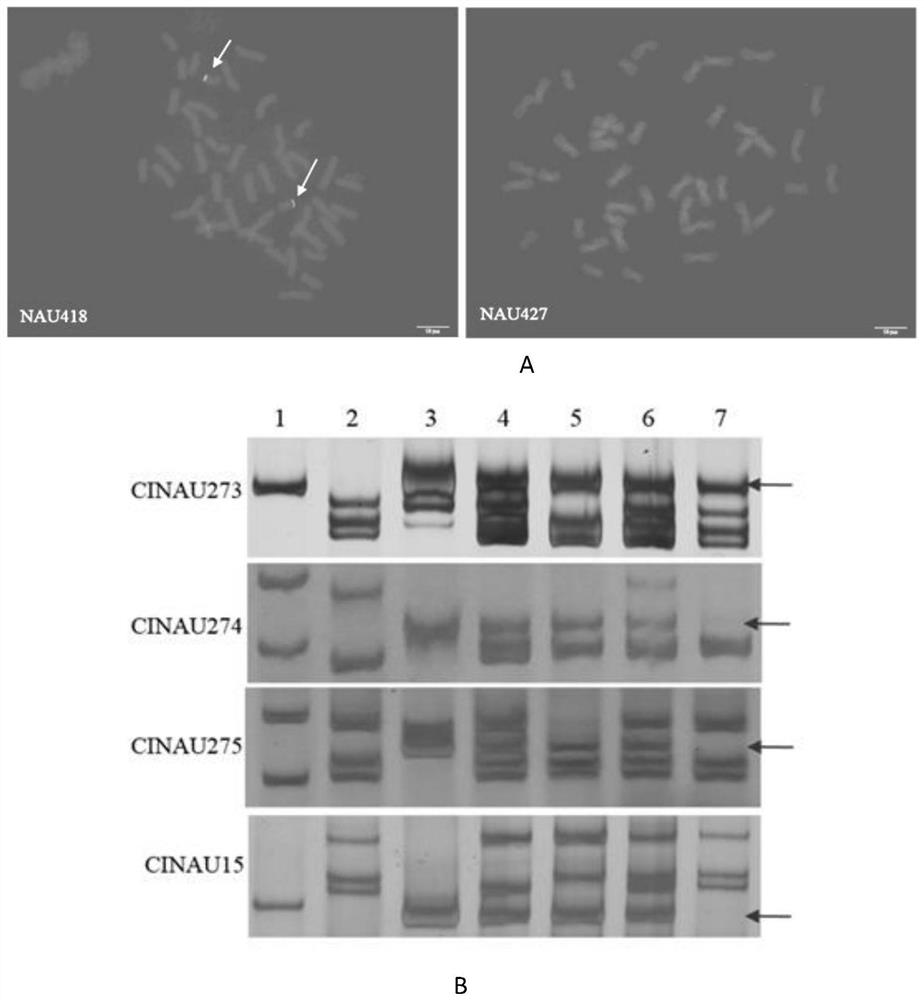 Molecular marker linked to wheat disease resistance gene pm21 and its application in breeding