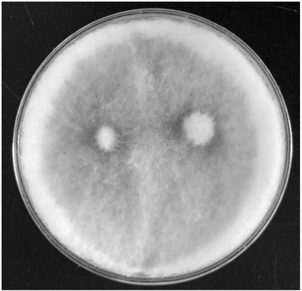 Pure white hypsizigus marmoreus strain, and molecular marker, specific primer pair and application thereof