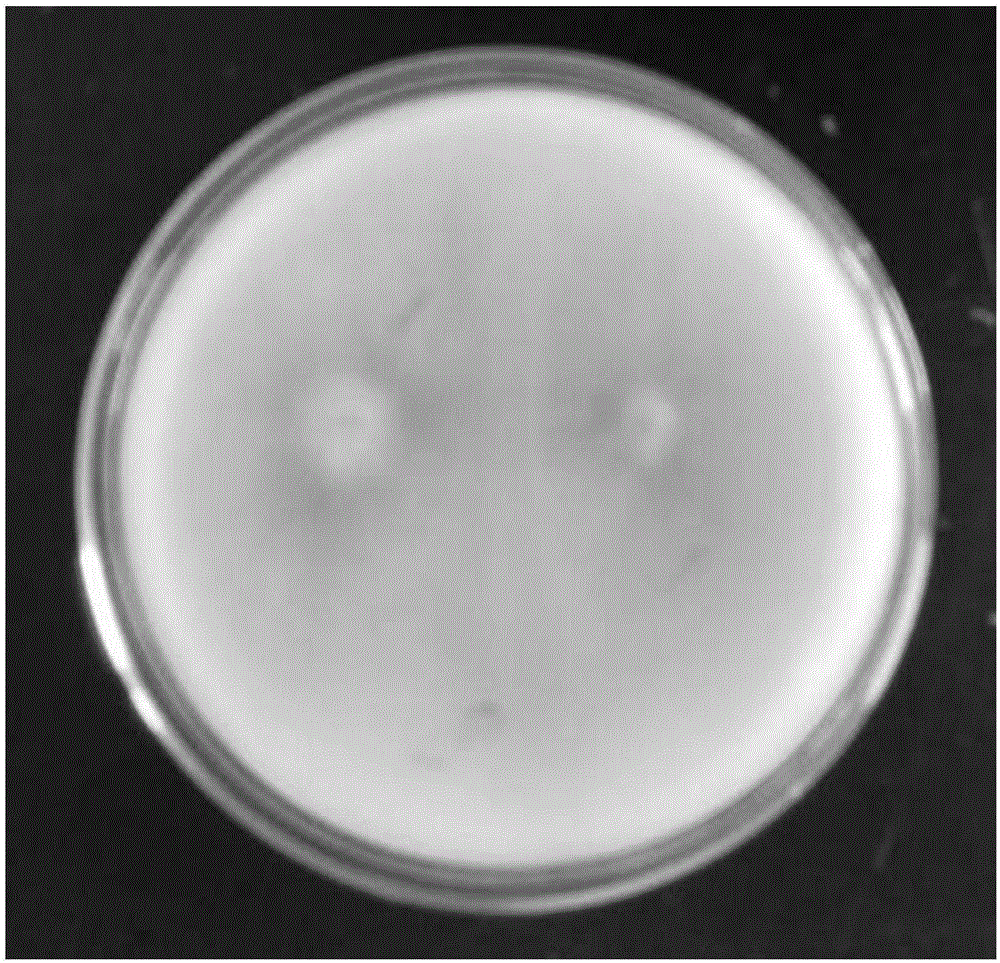 Pure white hypsizigus marmoreus strain, and molecular marker, specific primer pair and application thereof