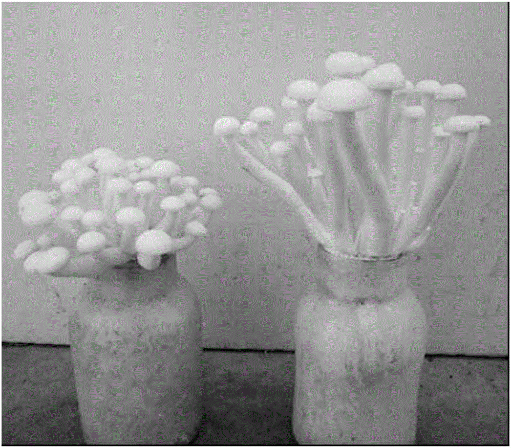 Pure white hypsizigus marmoreus strain, and molecular marker, specific primer pair and application thereof