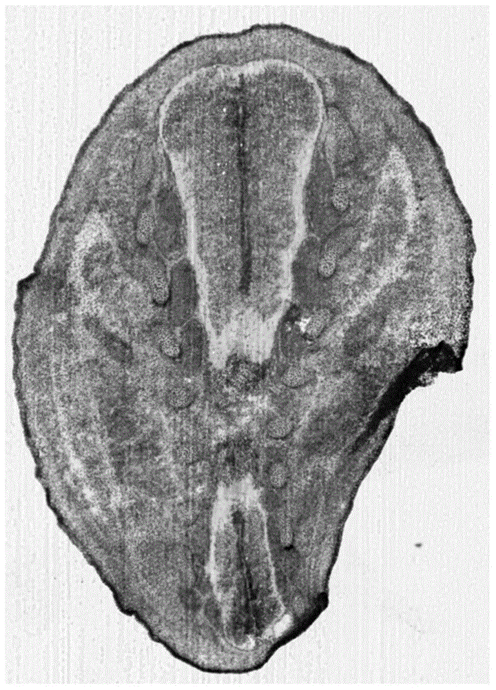 Improved frozen slicing method and applications thereof