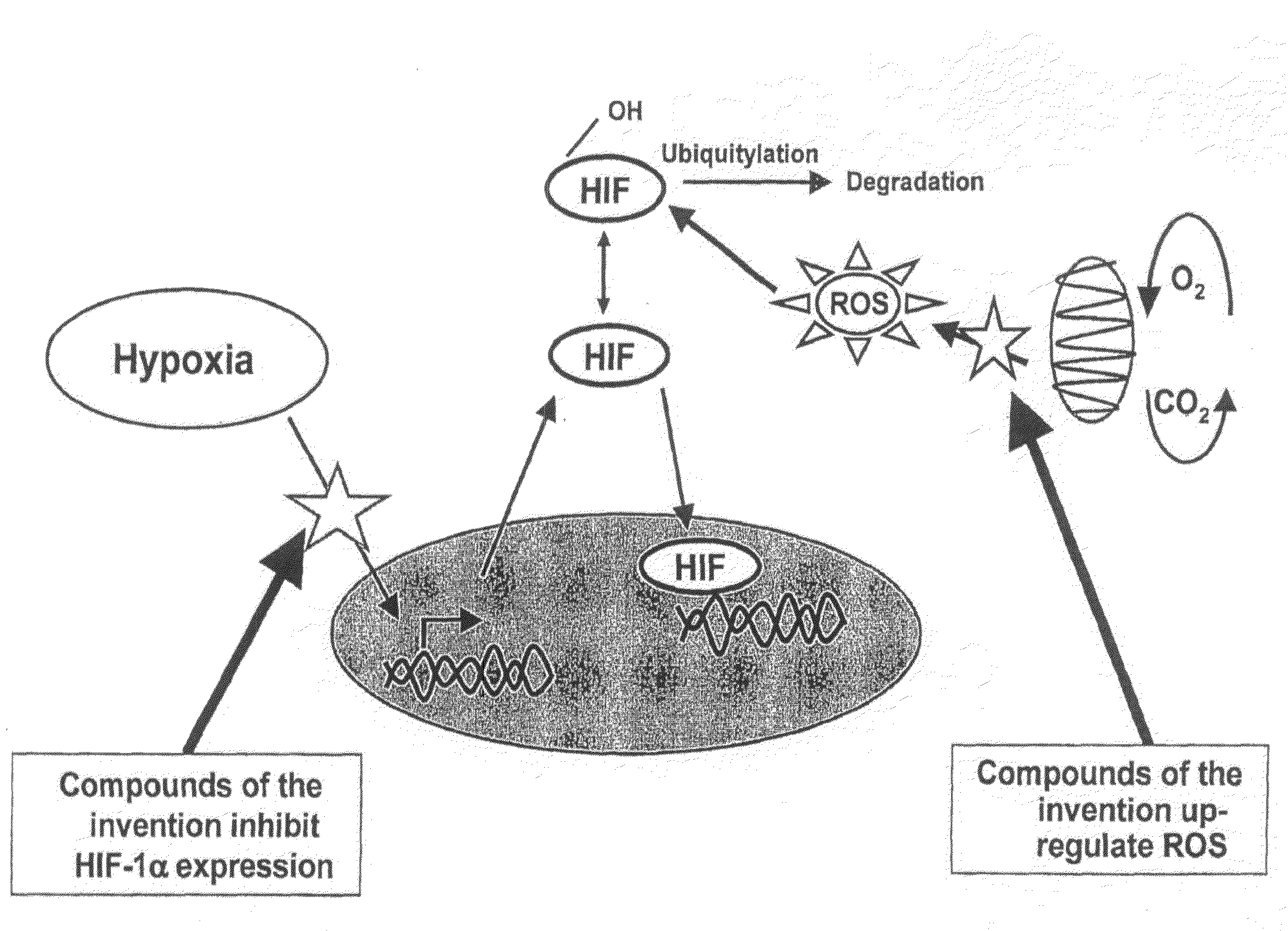 Modulators of Hypoxia Inducible Factor-1 and Related Uses