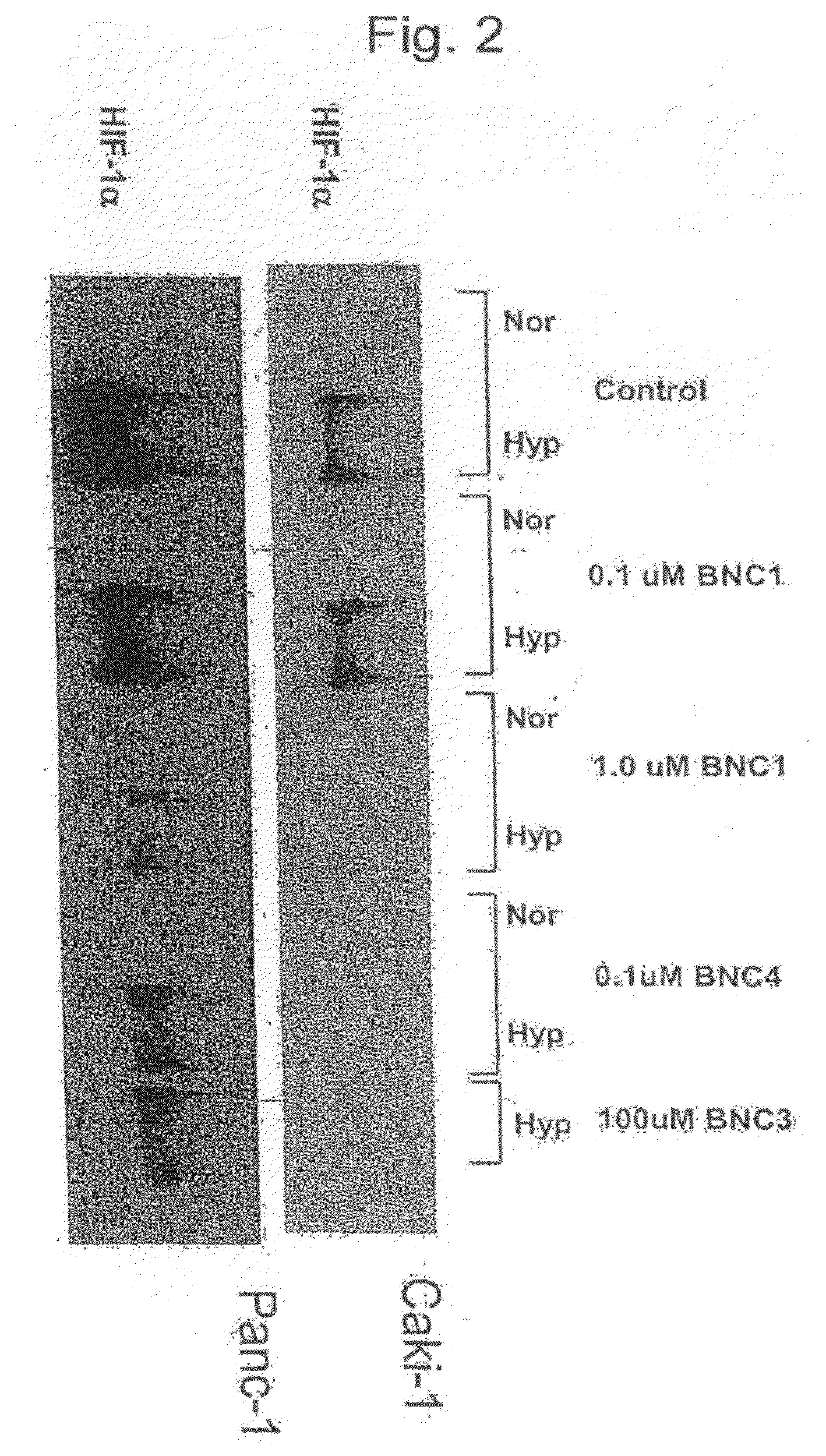 Modulators of Hypoxia Inducible Factor-1 and Related Uses