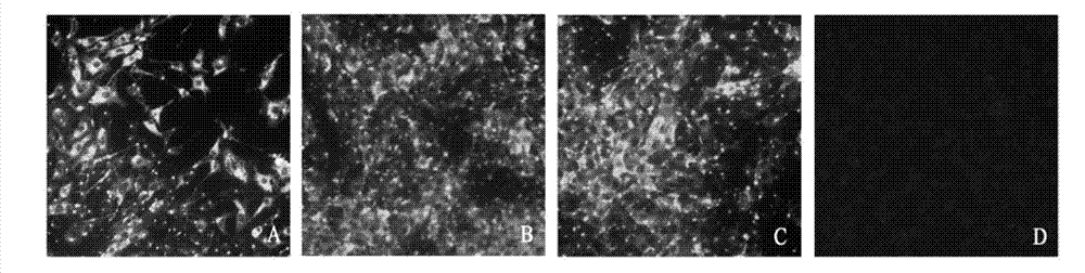 Preparation method of recombination live vector vaccines for diseases of canid and/or feline