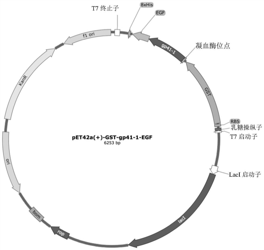 Nucleic acid construct of epidermal growth factor, method of production and composition thereof