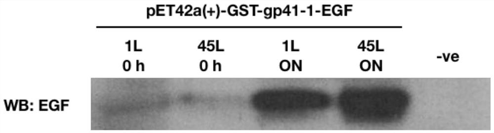 Nucleic acid construct of epidermal growth factor, method of production and composition thereof