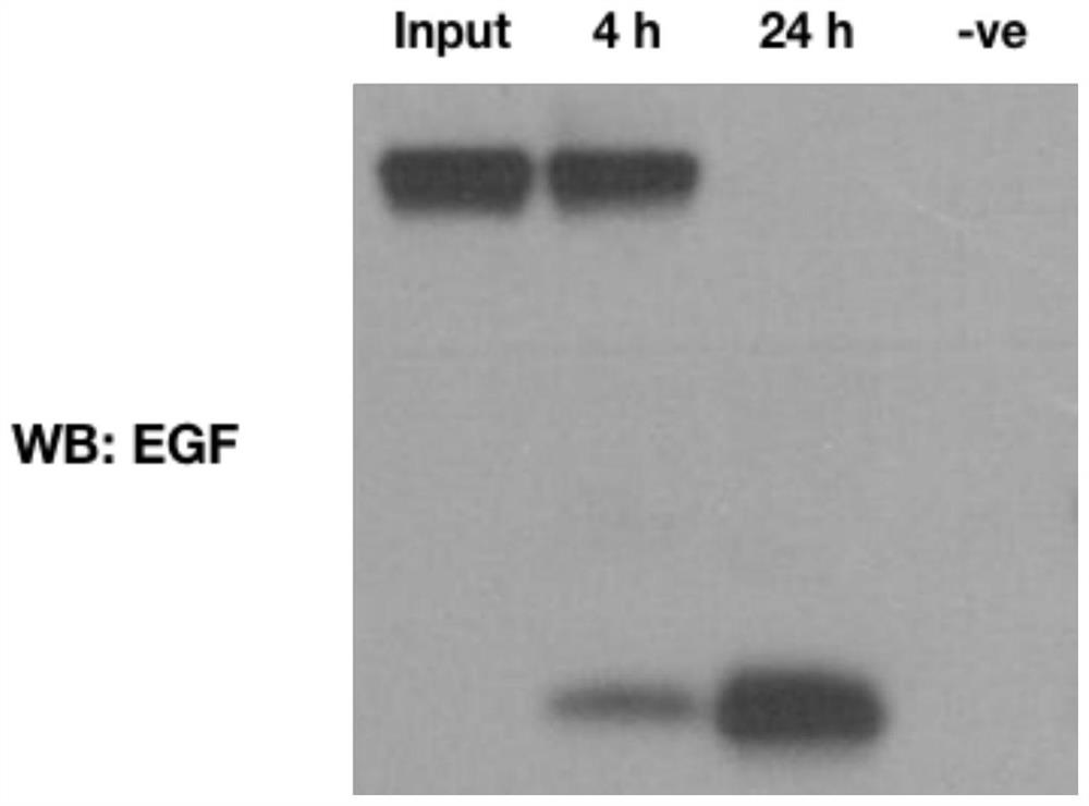 Nucleic acid construct of epidermal growth factor, method of production and composition thereof