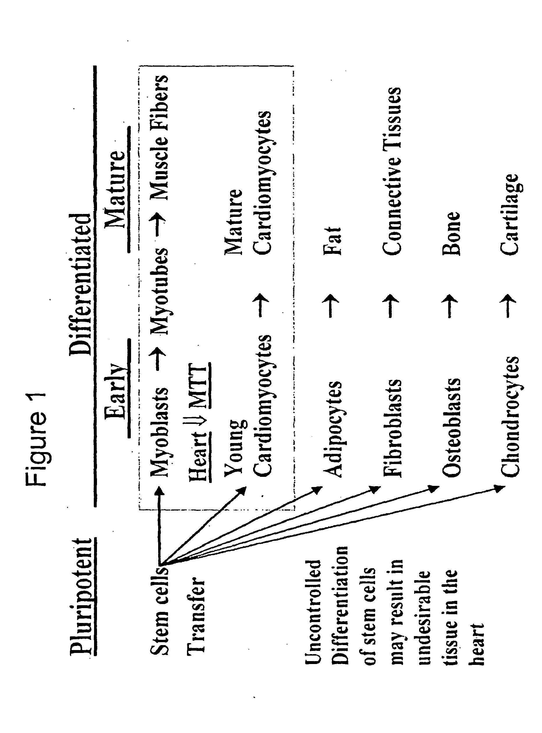 Mechanisms of myoblast transfer in treating heart failure