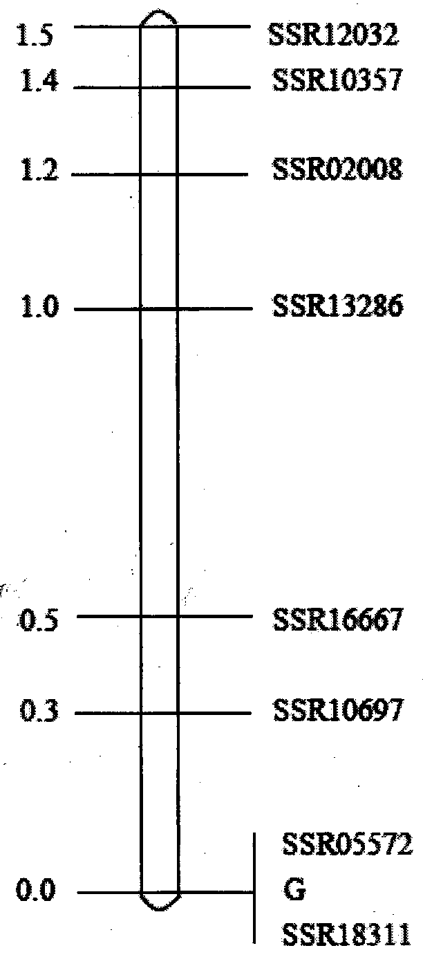 SSR (Simple Sequence Repeat) marker related to length character of cucumber fruits and application of SSR marker