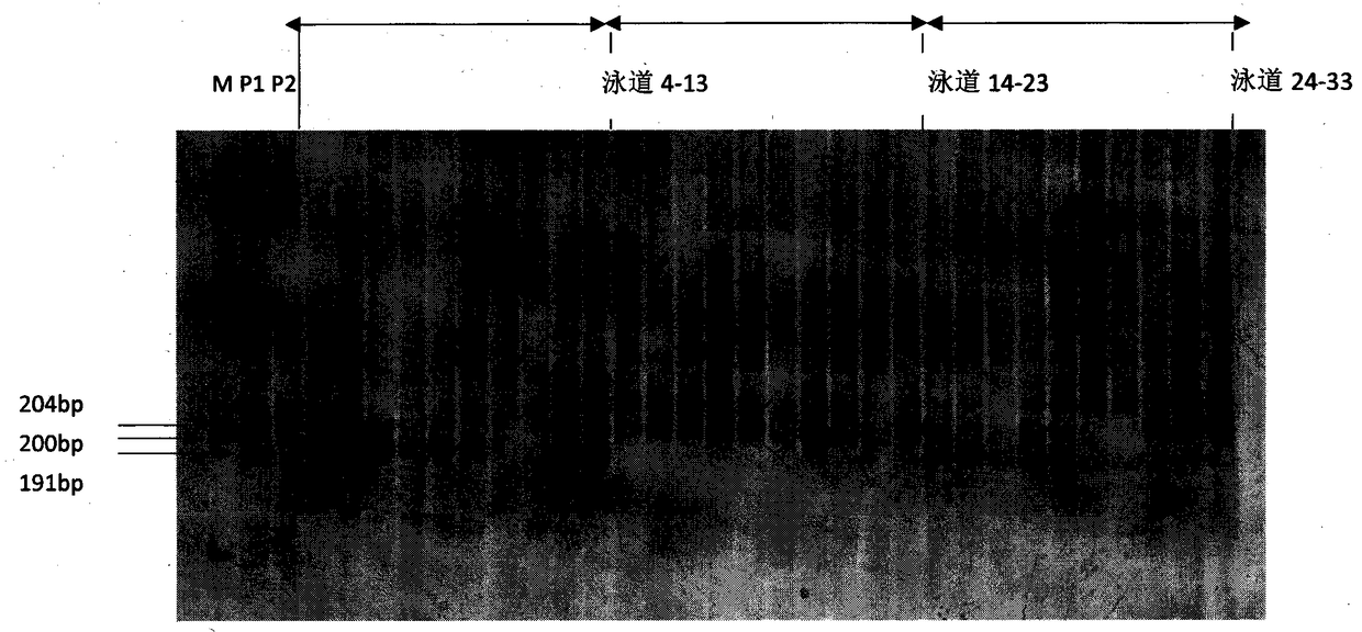 SSR (Simple Sequence Repeat) marker related to length character of cucumber fruits and application of SSR marker