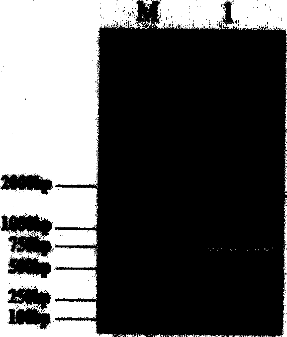 Anti-p21ras protein single chain antibody and application thereof