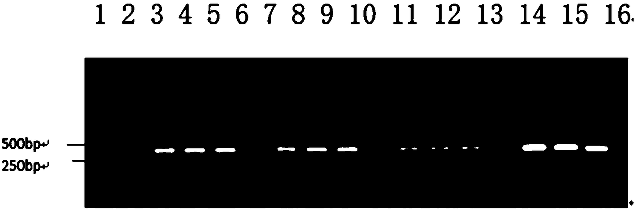 Method for improving starch quality in rice