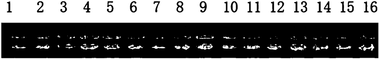 Method for improving starch quality in rice