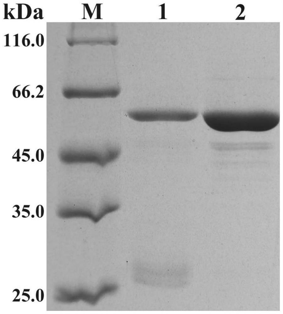 A kind of rice cryptochrome site-directed mutein and its construction method