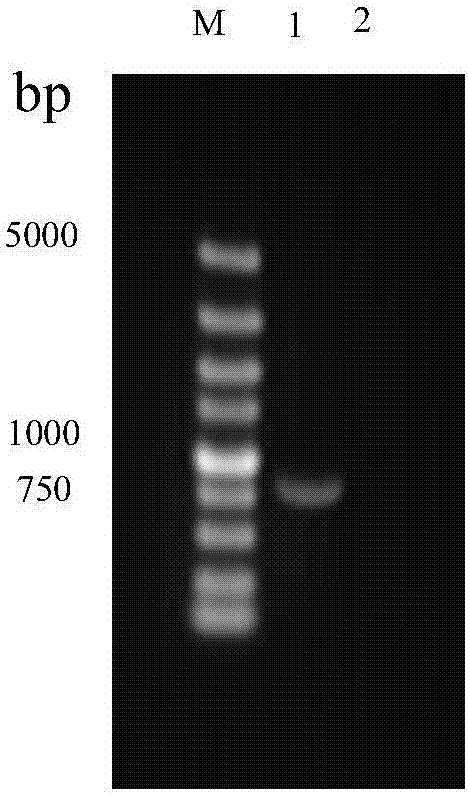 III-type bacteriocin from L. crispatus, and preparation method and applications thereof