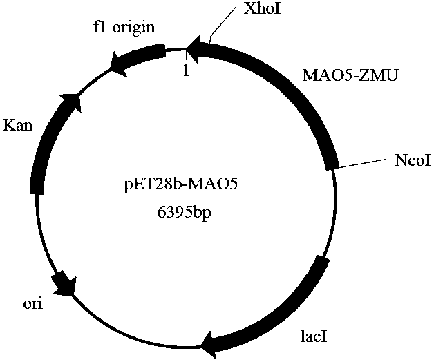 Monoamine oxidase and gene and application thereof