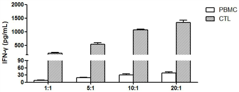 Novel antigen peptide composition and application thereof in tumor immunotherapy drugs