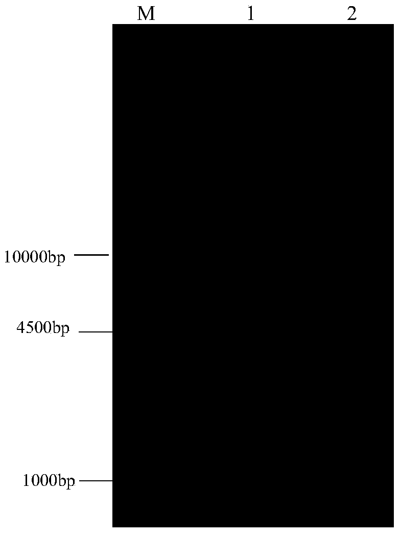 Enterococcus faecalis phage lyase and coding gene and application thereof