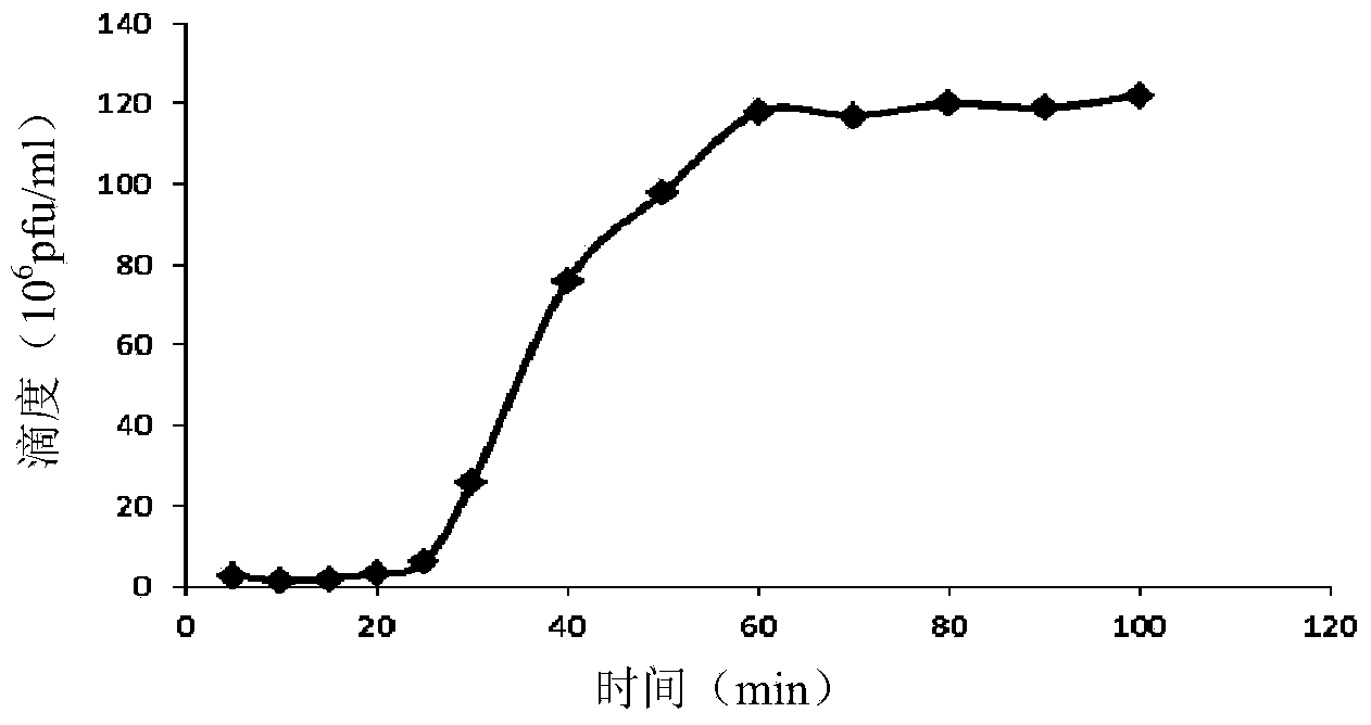 Enterococcus faecalis phage lyase and coding gene and application thereof