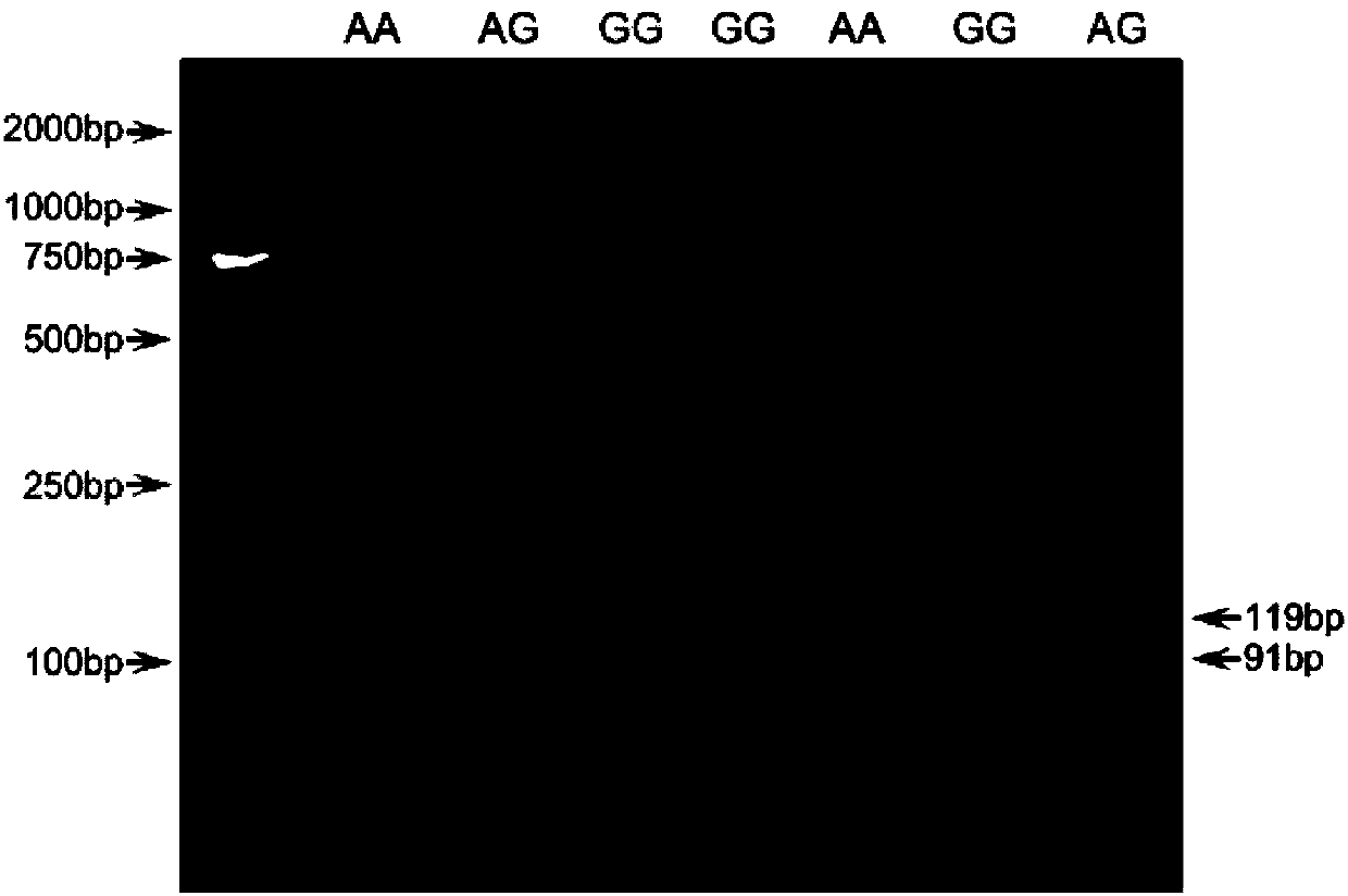 Molecular marking method for predicting and identifying length of sheep wool