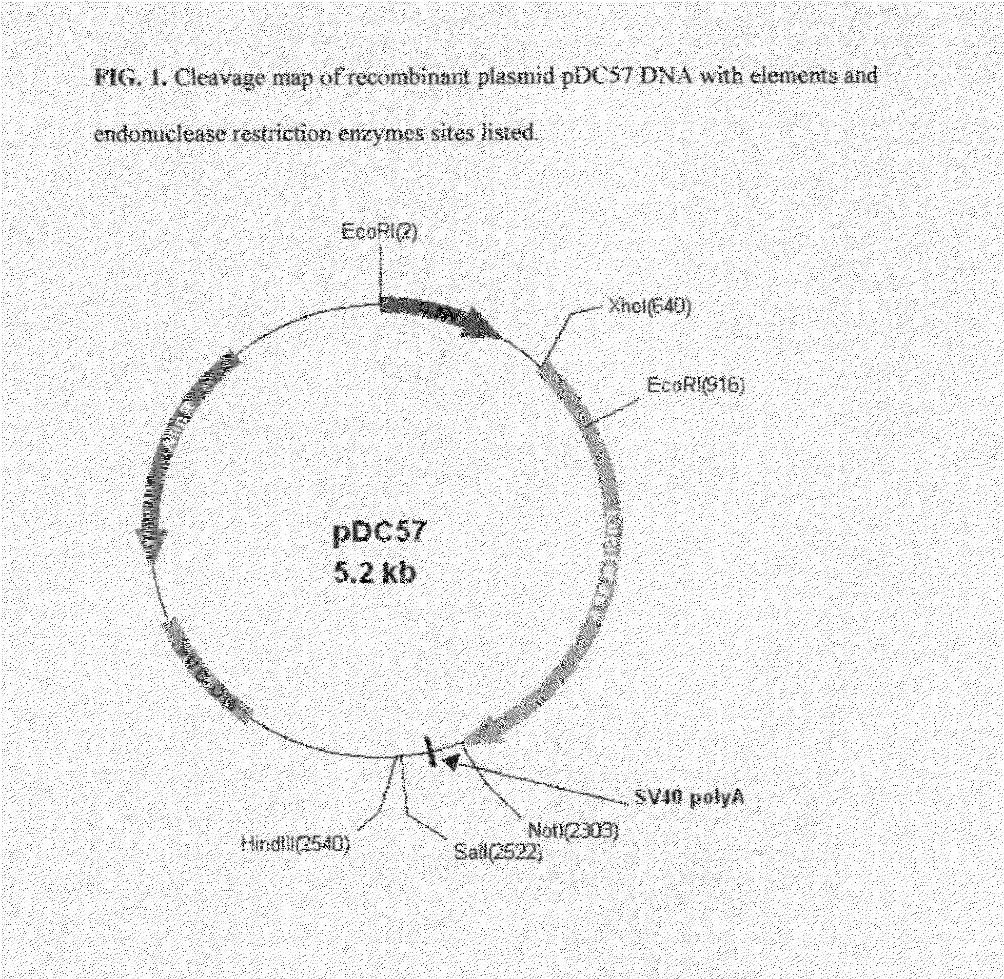 Synthetic luciferase gene and protein