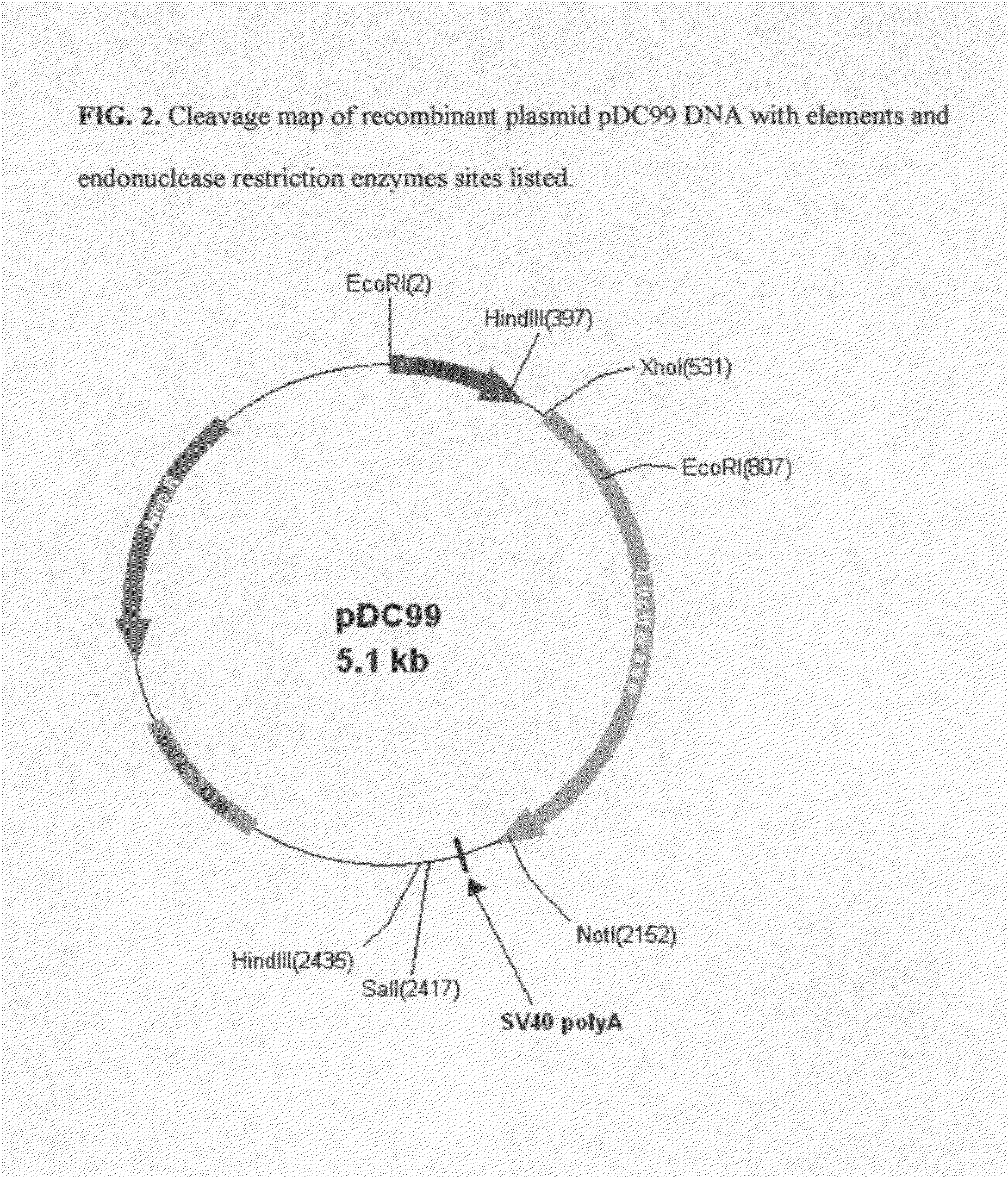 Synthetic luciferase gene and protein