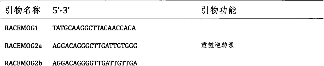 Monoclonal antibody for identifying monohydroxy phenolic compound as well as preparation method and application thereof