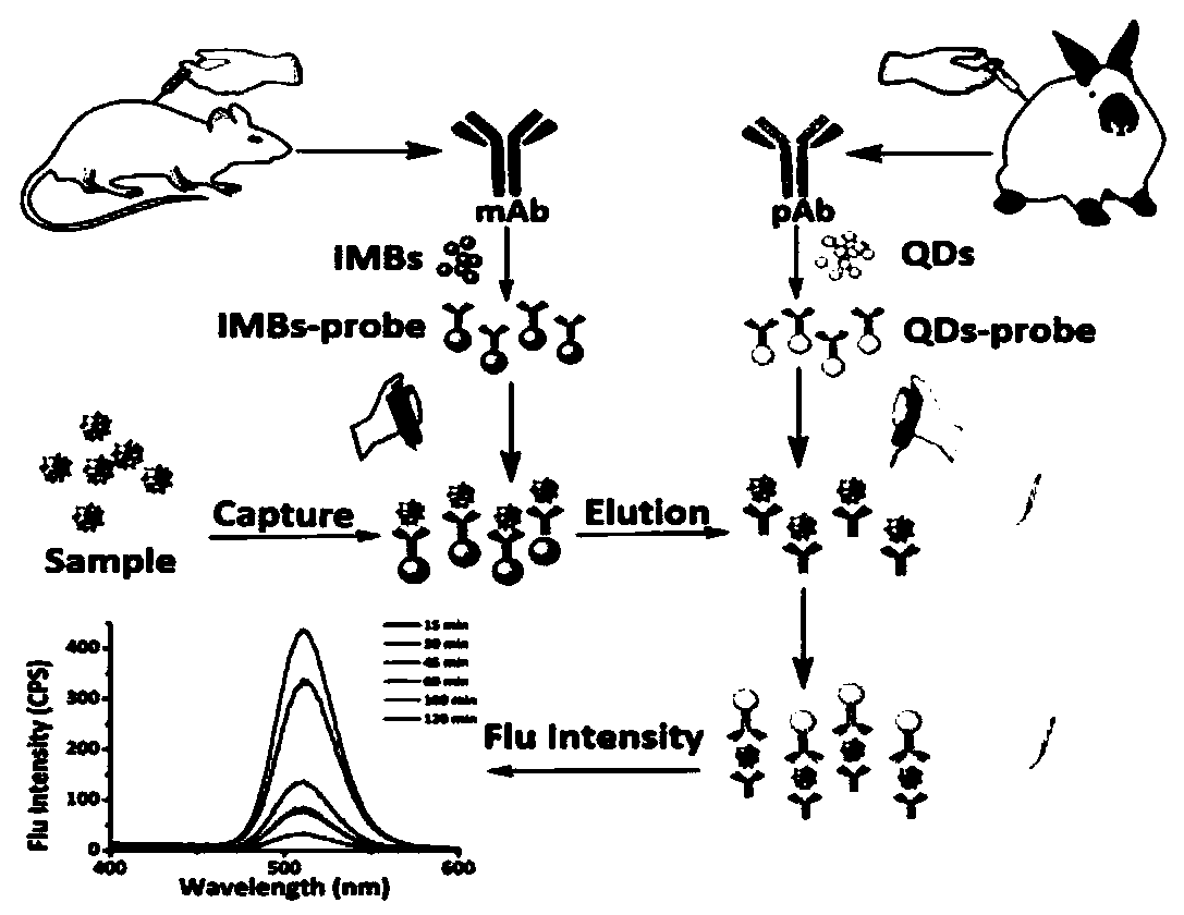 Rapid detection method based on magnetic separation and quantum dot labeling of Helicobacter pylori, and kit