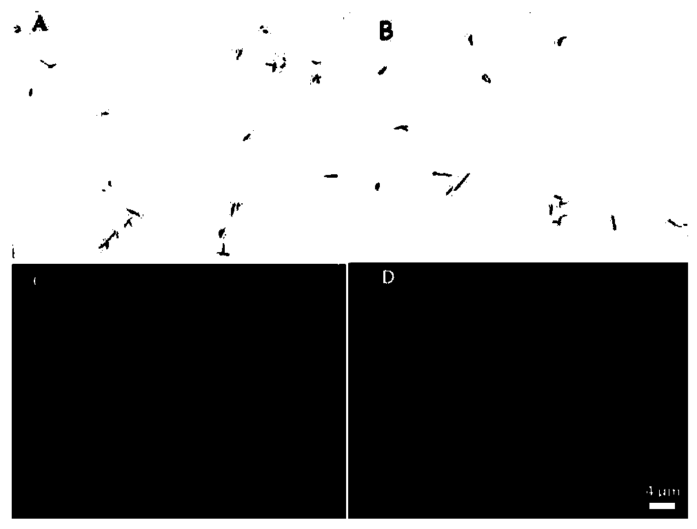 Rapid detection method based on magnetic separation and quantum dot labeling of Helicobacter pylori, and kit