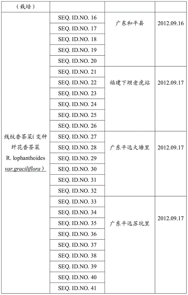 DNA identification method of Isodon serra(Maxim.)Kudo and Rabdosia lophanthoides (Buch.-Ham. ex D. Don) Hara var. graciliflora (Benth.) Hara