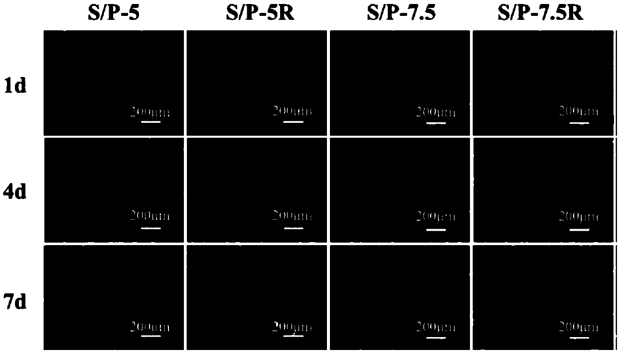 Preparation method of two-ion starch-based stem cell expansion hydrogel and stem cell expansion and collection method