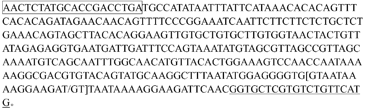 Specific molecular marker primer for genders of trachinotus ovatus, kit and application of kit