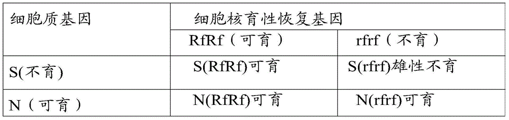 Method for induced breeding of cytoplasmic-nuclear male-sterile line by using core haploidy