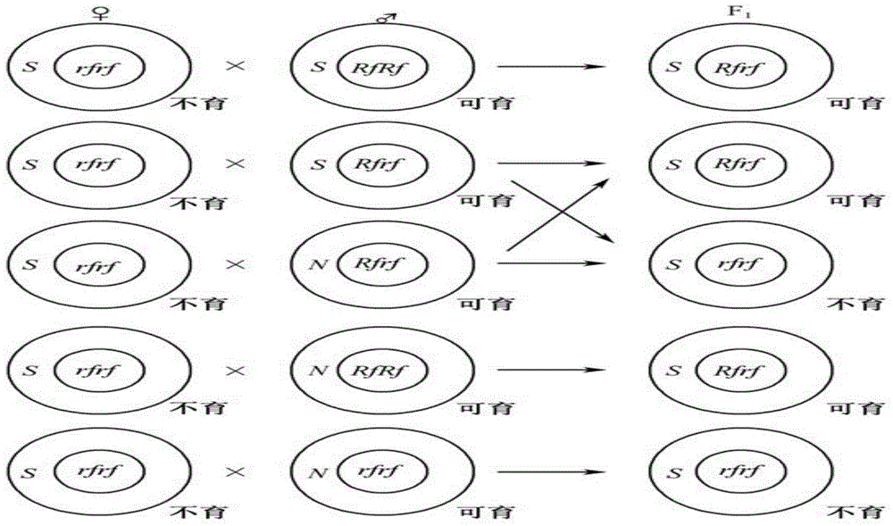 Method for induced breeding of cytoplasmic-nuclear male-sterile line by using core haploidy