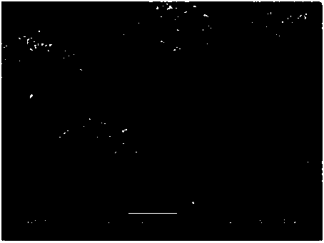 Preparation method of molybdenum titanium alloy material with high density, large size and high homogeneity