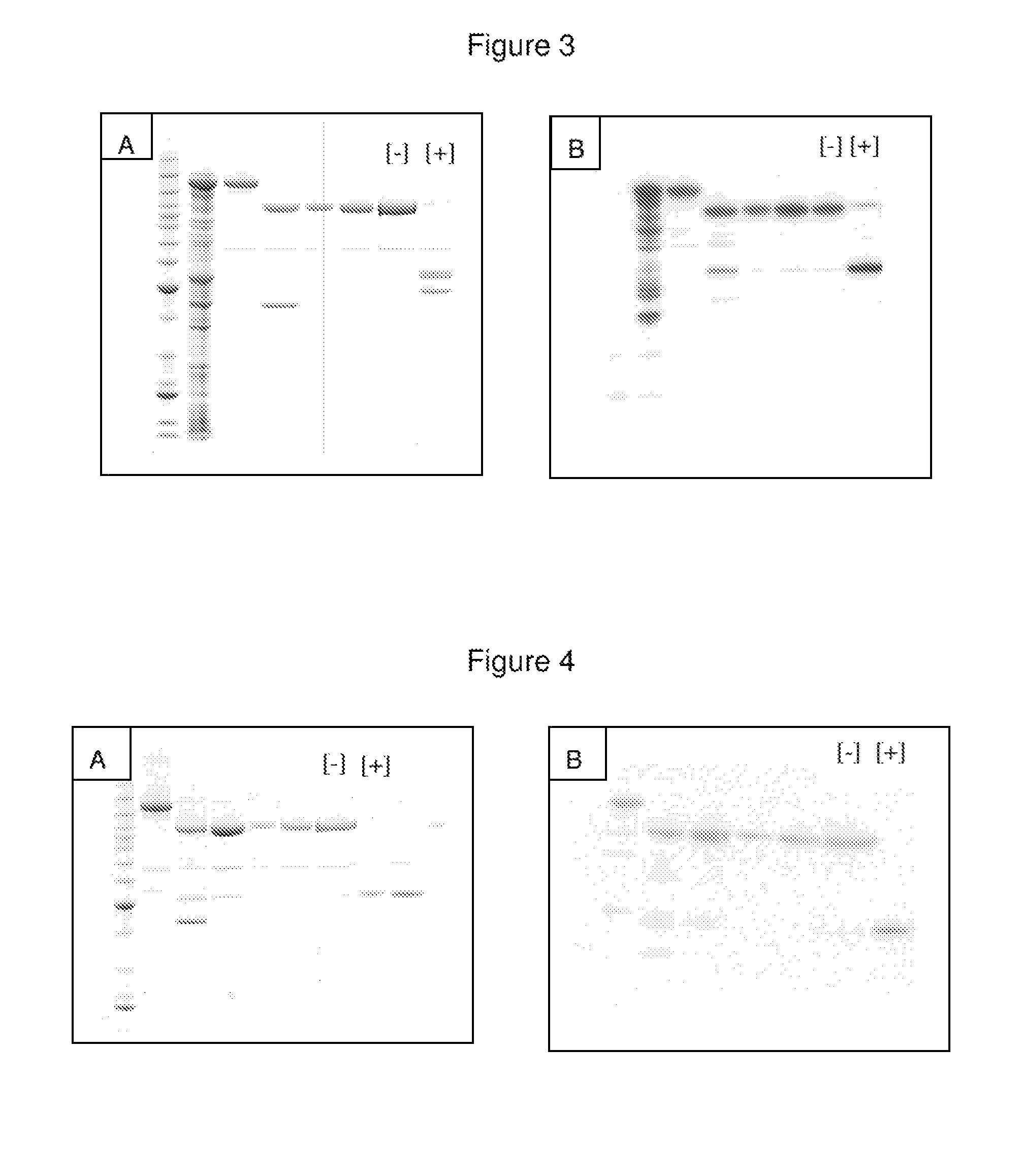 Non-cytotoxic protein conjugates