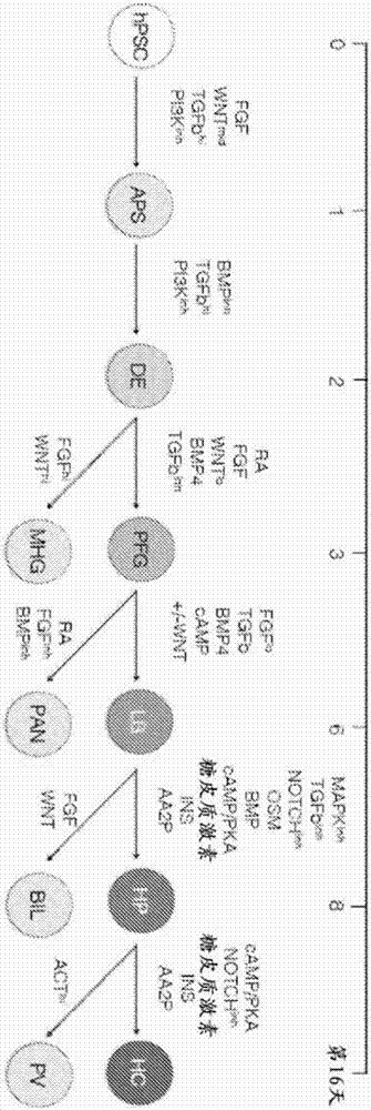 Methods of differentiating stem cells into liver cell lineages