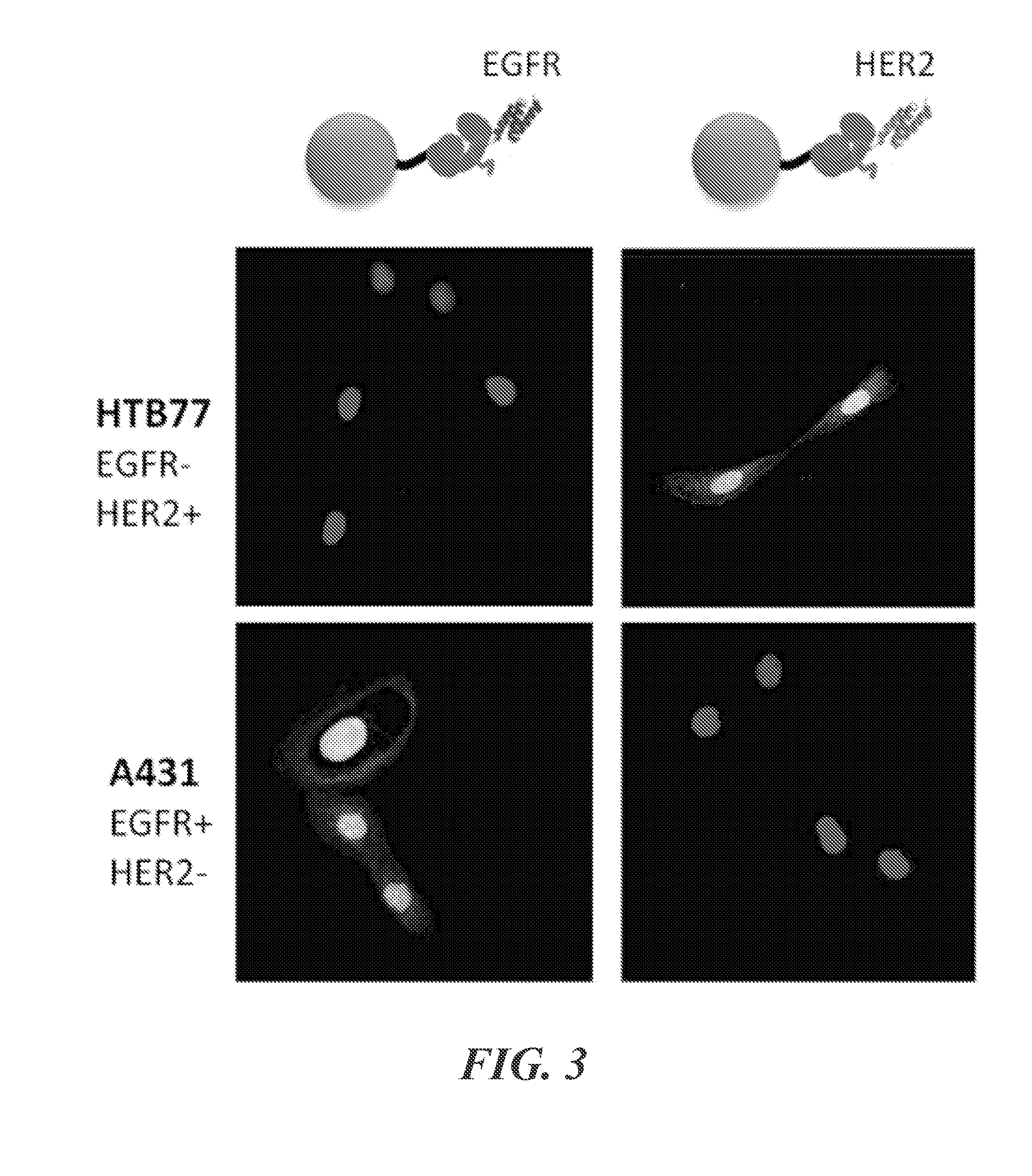 Methods and compositions for self-assembly system of nanoparticles and microparticles for multi-targeting specificity