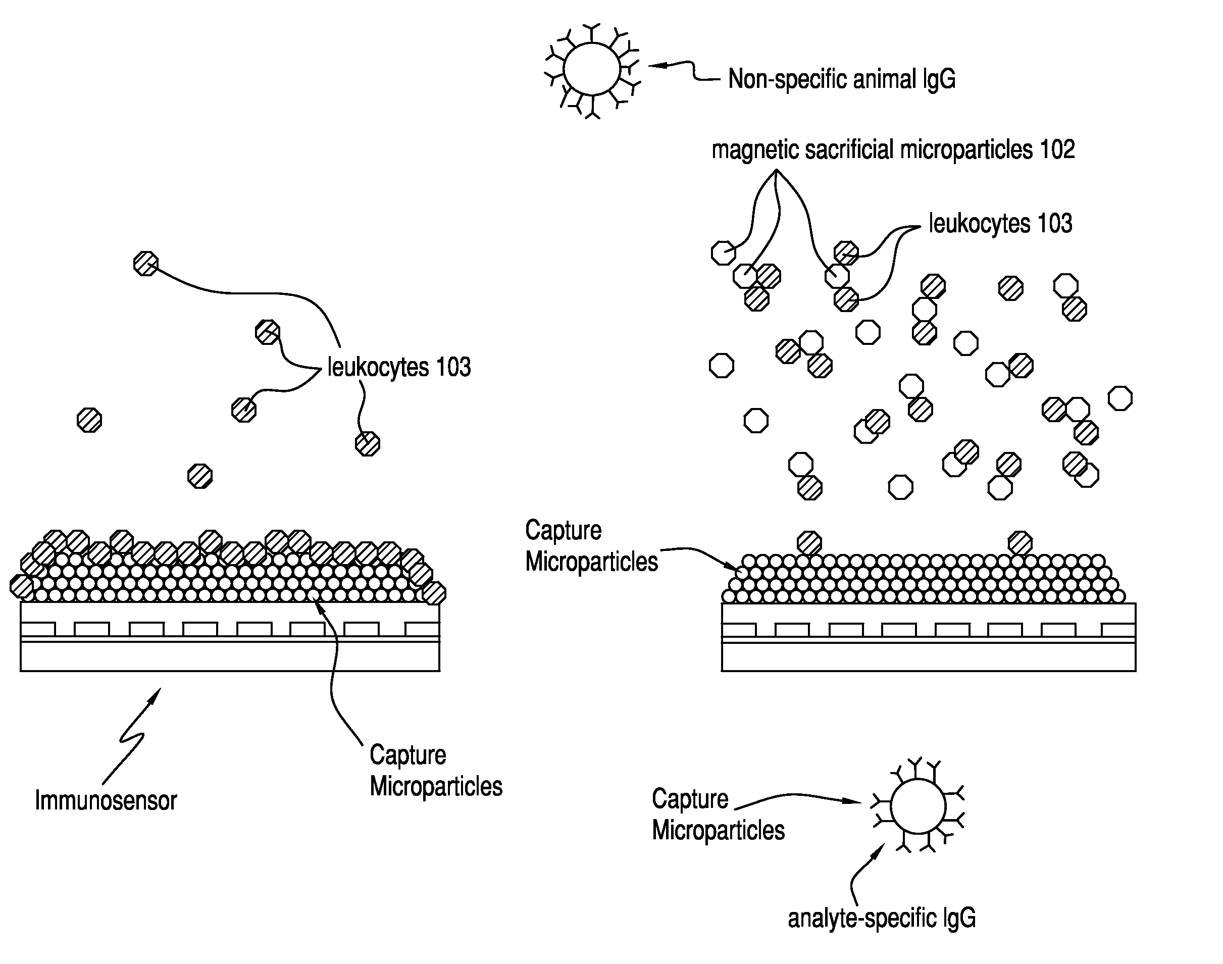 Magnetic beads for reducing leukocyte interference in immunoassays