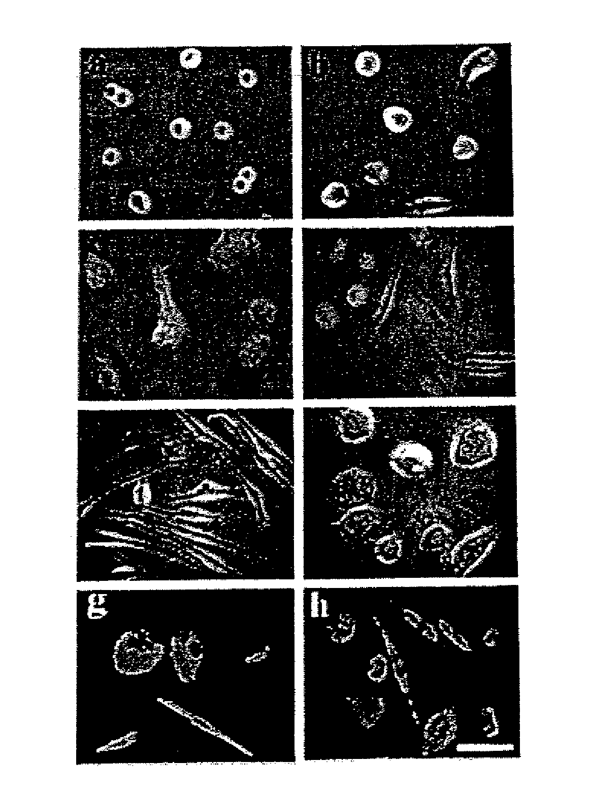 Human Stem Cell Materials and Methods