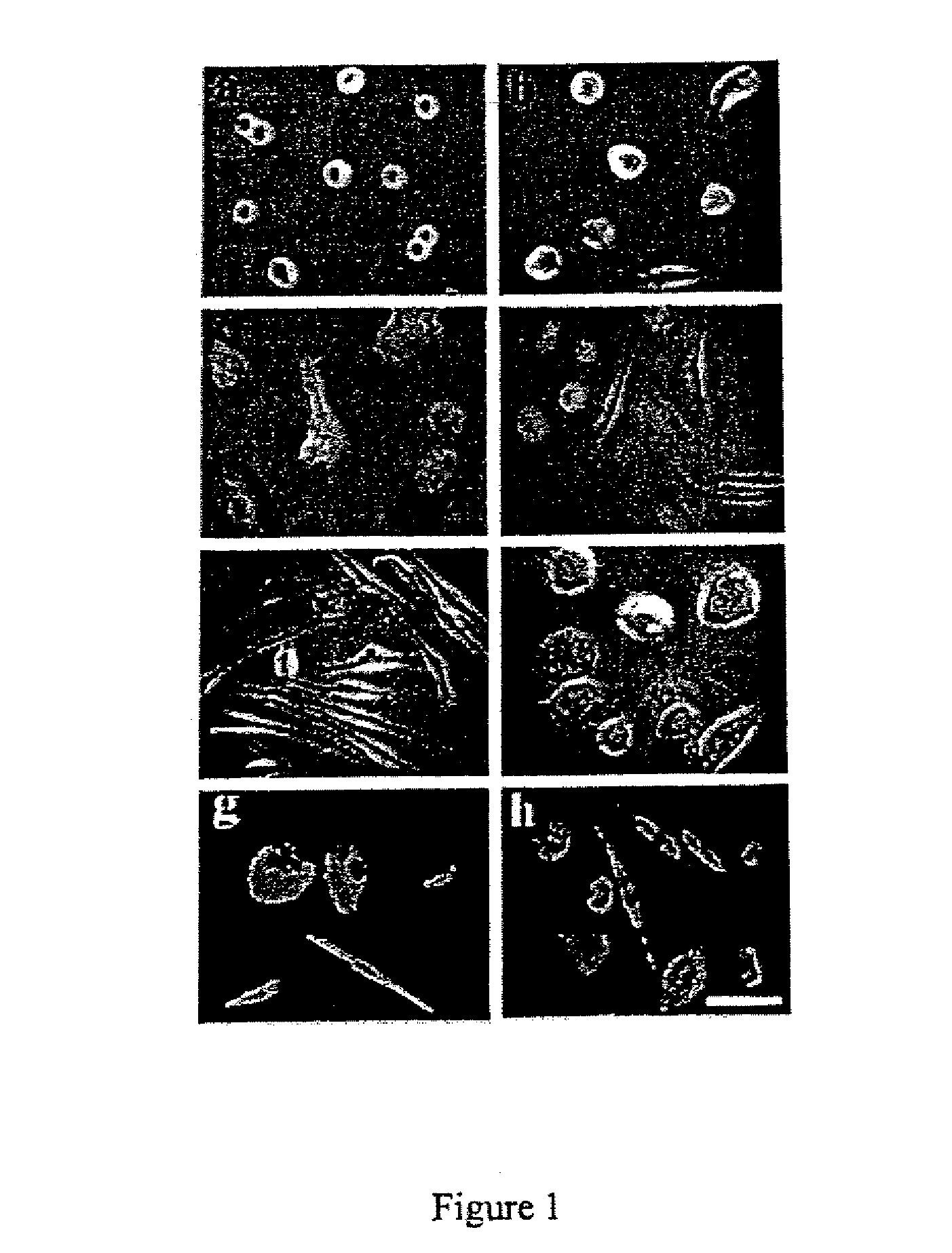 Human Stem Cell Materials and Methods