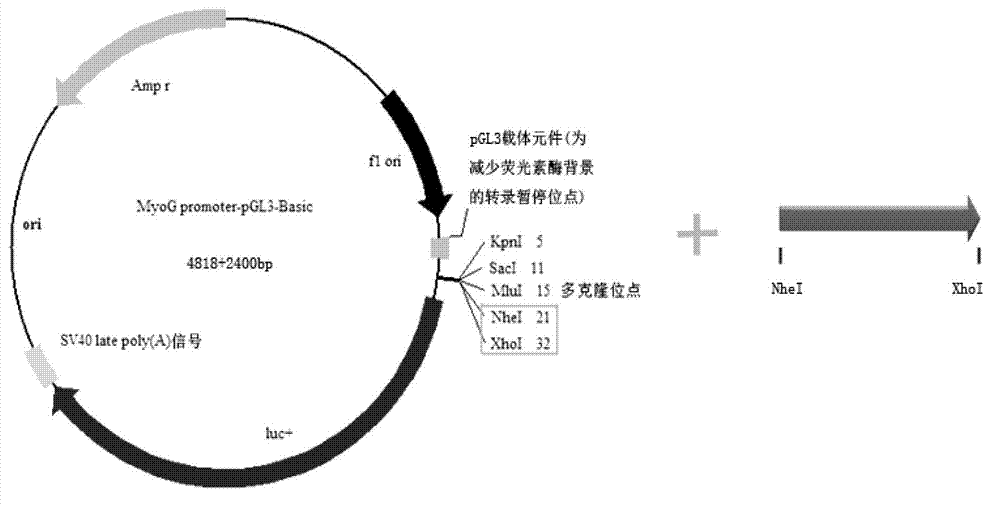 Method for excavating difference protein of eucaryotic gene transcriptional regulation group